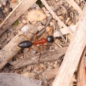 Camponotus nigriceps at Bruce Ridge - 23 Mar 2024