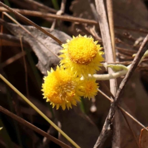 Chrysocephalum apiculatum at Bruce Ridge - 23 Mar 2024