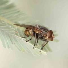 Calliphora stygia (Brown blowfly or Brown bomber) at O'Connor, ACT - 23 Mar 2024 by ConBoekel