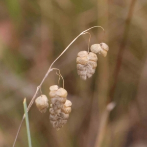 Briza maxima at Bruce Ridge - 23 Mar 2024