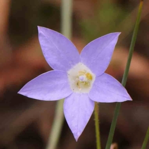 Wahlenbergia stricta subsp. stricta at Bruce Ridge - 23 Mar 2024