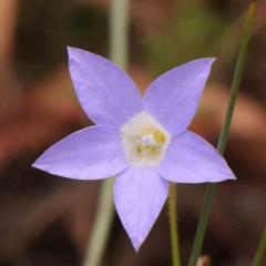 Wahlenbergia stricta subsp. stricta (Tall Bluebell) at O'Connor, ACT - 23 Mar 2024 by ConBoekel