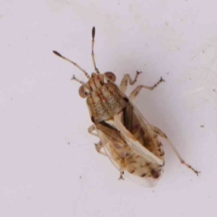Lygaeidae (family) (Seed bug) at O'Connor, ACT - 23 Mar 2024 by ConBoekel