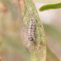 Anestia (genus) (A tiger moth) at O'Connor, ACT - 23 Mar 2024 by ConBoekel