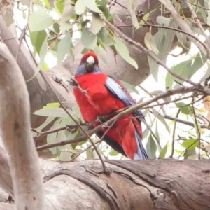 Platycercus elegans at Bruce Ridge - 23 Mar 2024