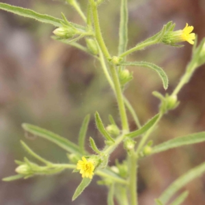 Dittrichia graveolens at Bruce Ridge - 23 Mar 2024