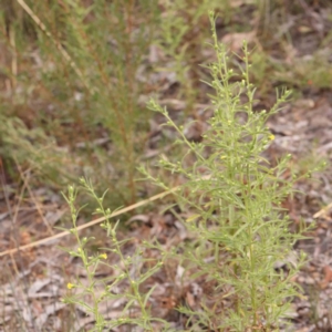 Dittrichia graveolens at Bruce Ridge - 23 Mar 2024 03:43 PM