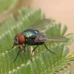 Lucilia cuprina (Australian sheep blowfly) at O'Connor, ACT - 23 Mar 2024 by ConBoekel