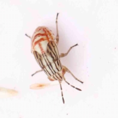 Lygaeidae (family) (Seed bug) at O'Connor, ACT - 23 Mar 2024 by ConBoekel