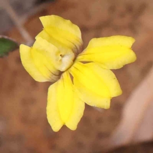 Goodenia hederacea at Bruce Ridge - 23 Mar 2024 03:44 PM