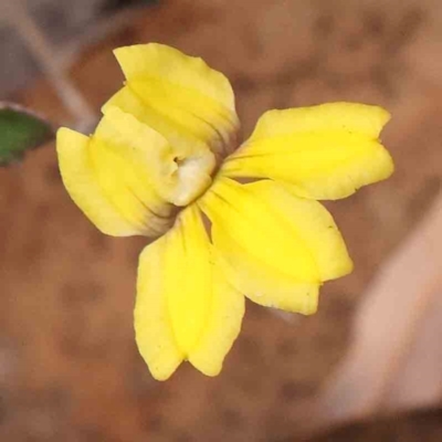 Goodenia hederacea (Ivy Goodenia) at O'Connor, ACT - 23 Mar 2024 by ConBoekel