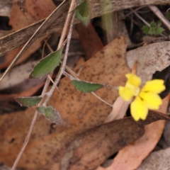Goodenia hederacea at Bruce Ridge - 23 Mar 2024