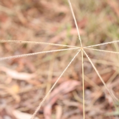 Chloris truncata (Windmill Grass) at O'Connor, ACT - 23 Mar 2024 by ConBoekel