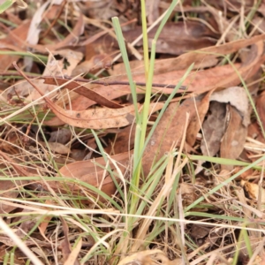 Chloris truncata at Bruce Ridge - 23 Mar 2024 02:20 PM