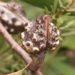 Hakea salicifolia (Willow-leaved Hakea) at Bruce Ridge - 23 Mar 2024 by ConBoekel