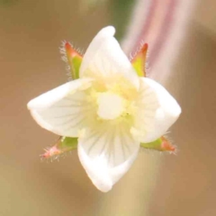 Epilobium hirtigerum (Hairy Willowherb) at Bruce Ridge - 23 Mar 2024 by ConBoekel