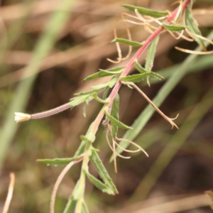 Epilobium hirtigerum at Bruce Ridge - 23 Mar 2024