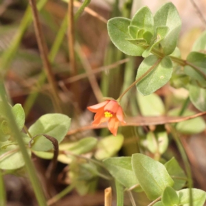 Lysimachia arvensis at Bruce Ridge - 23 Mar 2024