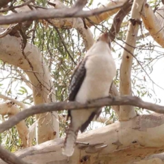 Dacelo novaeguineae (Laughing Kookaburra) at ORD001: OConnor Ridge Drain - 23 Mar 2024 by ConBoekel