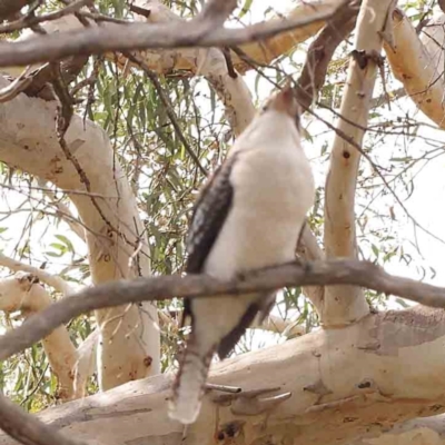 Dacelo novaeguineae (Laughing Kookaburra) at O'Connor, ACT - 23 Mar 2024 by ConBoekel