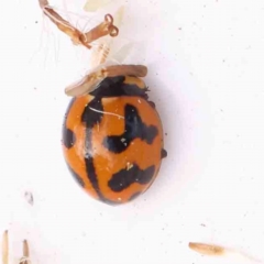 Coccinella transversalis (Transverse Ladybird) at O'Connor, ACT - 23 Mar 2024 by ConBoekel