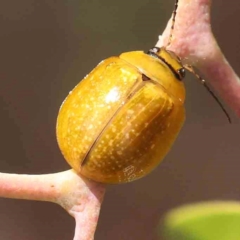 Paropsisterna cloelia (Eucalyptus variegated beetle) at O'Connor, ACT - 23 Mar 2024 by ConBoekel