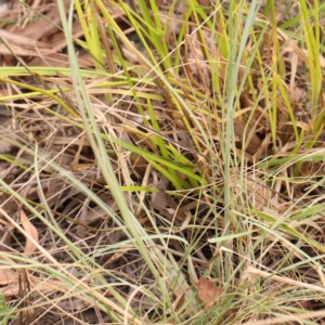 Eragrostis curvula at Bruce Ridge - 23 Mar 2024 03:46 PM