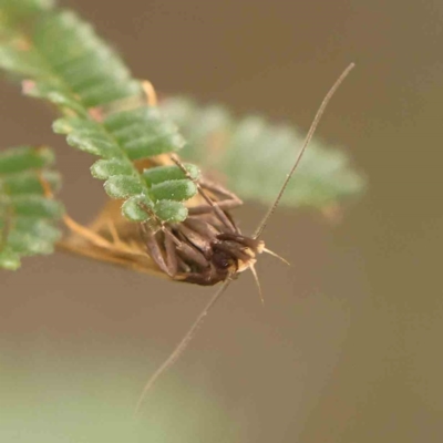 Epithymema incomposita (Chezela group) at O'Connor, ACT - 23 Mar 2024 by ConBoekel