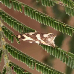 Epithymema incomposita at Bruce Ridge - 23 Mar 2024 03:23 PM