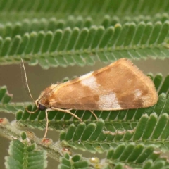 Anestia semiochrea (Marbled Footman) at O'Connor, ACT - 23 Mar 2024 by ConBoekel