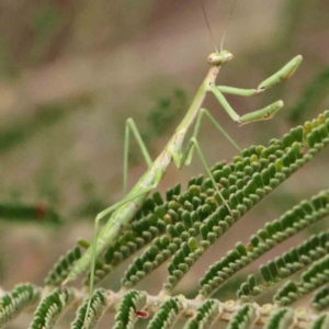 Tenodera australasiae at Bruce Ridge - 23 Mar 2024 03:16 PM