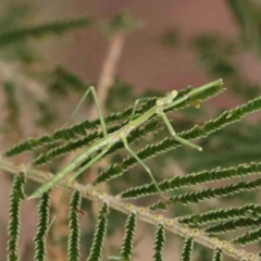 Tenodera australasiae at Bruce Ridge - 23 Mar 2024