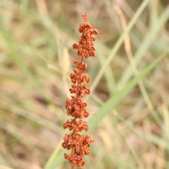 Rumex sp. (A Dock) at Bruce Ridge - 23 Mar 2024 by ConBoekel