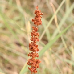 Rumex sp. (A Dock) at Bruce Ridge - 23 Mar 2024 by ConBoekel