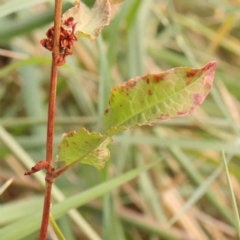 Rumex sp. at Bruce Ridge - 23 Mar 2024 03:48 PM