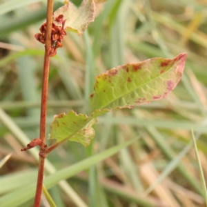 Rumex sp. at Bruce Ridge - 23 Mar 2024