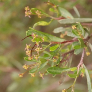 Dodonaea viscosa subsp. cuneata at Bruce Ridge - 23 Mar 2024