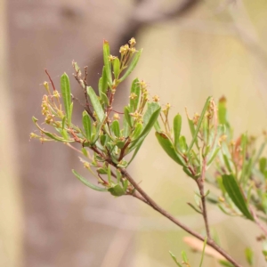 Dodonaea viscosa subsp. cuneata at Bruce Ridge - 23 Mar 2024