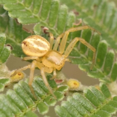Australomisidia pilula (Lozenge-shaped Flower Spider) at O'Connor, ACT - 23 Mar 2024 by ConBoekel