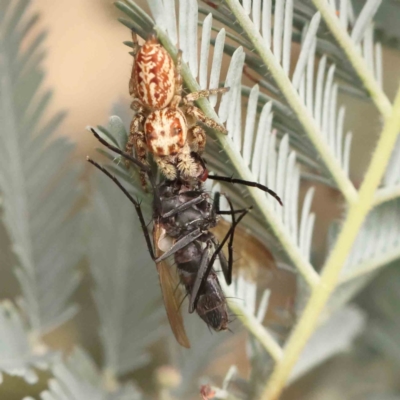 Opisthoncus serratofasciatus (Chevronned jumper) at O'Connor, ACT - 23 Mar 2024 by ConBoekel