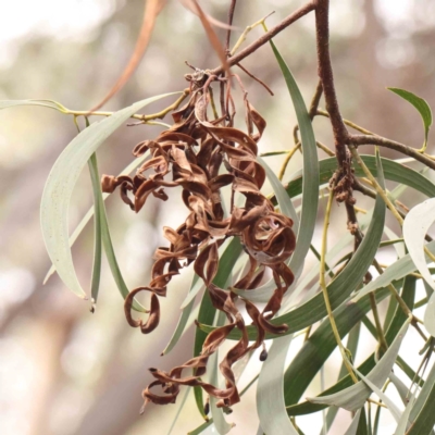 Acacia implexa (Hickory Wattle, Lightwood) at Bruce Ridge - 23 Mar 2024 by ConBoekel