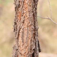Acacia implexa at Bruce Ridge - 23 Mar 2024