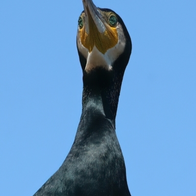 Phalacrocorax carbo (Great Cormorant) at Yarralumla, ACT - 26 Mar 2024 by jb2602
