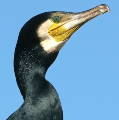 Phalacrocorax carbo at Lake Burley Griffin West - 26 Mar 2024 03:39 PM