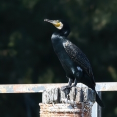 Phalacrocorax carbo at Lake Burley Griffin West - 26 Mar 2024 03:39 PM