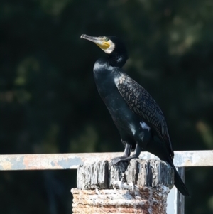 Phalacrocorax carbo at Lake Burley Griffin West - 26 Mar 2024