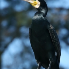 Phalacrocorax carbo at Lake Burley Griffin West - 26 Mar 2024 03:39 PM