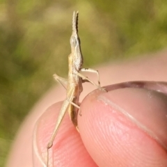 Keyacris scurra (Key's Matchstick Grasshopper) at QPRC LGA - 27 Mar 2024 by JT1997