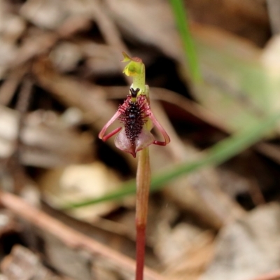 Chiloglottis curviclavia (Bird Orchid) at Woodlands - 27 Mar 2024 by Snowflake