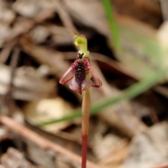 Chiloglottis curviclavia (Bird Orchid) at Woodlands - 27 Mar 2024 by Snowflake
